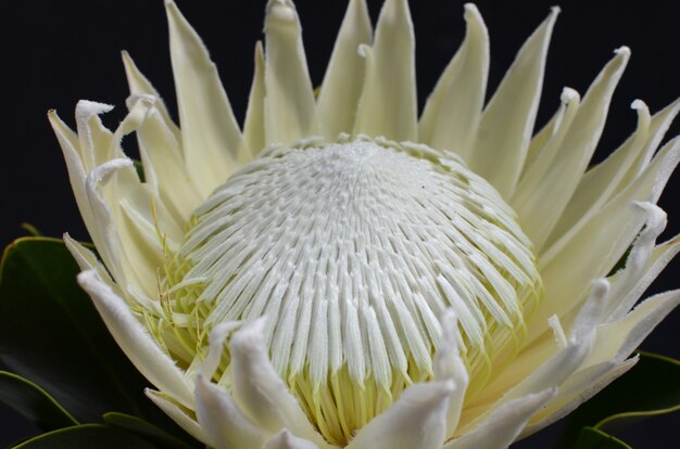 Bouquet de roi protea fleur isolé sur fond noir