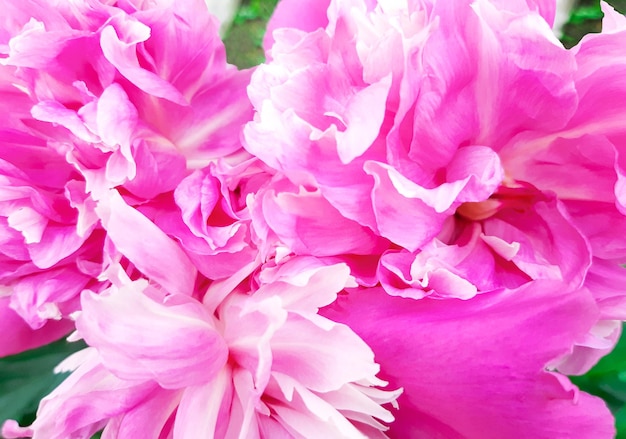 Bouquet de rose avec des pivoines blanches, feuilles vertes. Fleurs fraîches. Contenu floral publicitaire pour l'anniversaire, la Saint-Valentin, la journée de la femme. Mise à plat, vue de dessus, gros plan, espace de copie