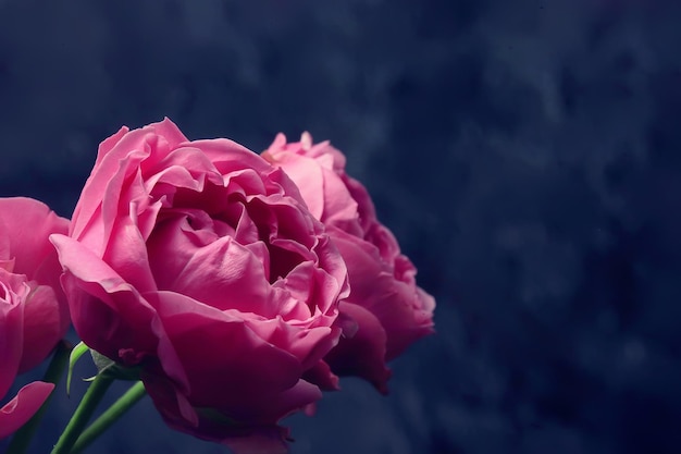 bouquet de roses au lit / concept de romance, arrière-plan lune de miel