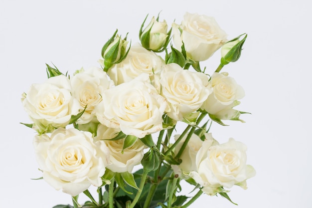 Bouquet de roses blanches sur fond blanc