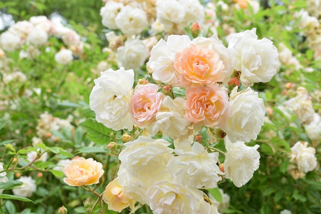 Un bouquet de roses blanches et roses se trouve dans un jardin.