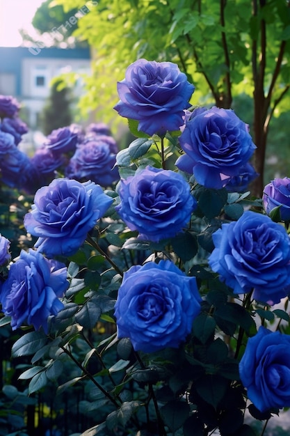 Un bouquet de roses bleues avec le mot amour dessus