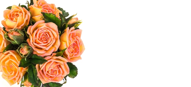 bouquet de roses délicates sur fond blanc, avec espace copie