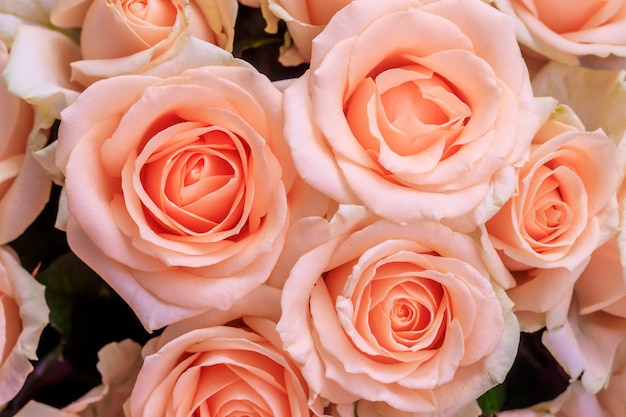 Bouquet de roses délicates. Un fond de roses florales. Belles fleurs. Un cadeau pour les vacances. Fleurs fraîches.