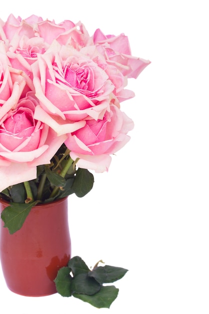 Bouquet de roses en fleurs roses fraîches en pot d'argile close up isolé sur fond blanc