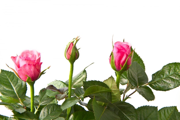 bouquet de roses fraîches