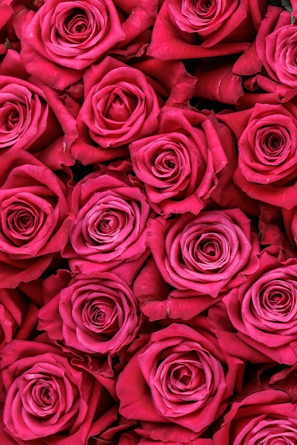 Bouquet de roses magenta fraîches fond floral