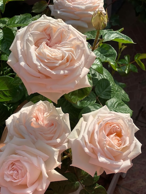 Un bouquet de roses roses est dans un jardin.