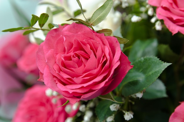 bouquet de roses roses gros plan