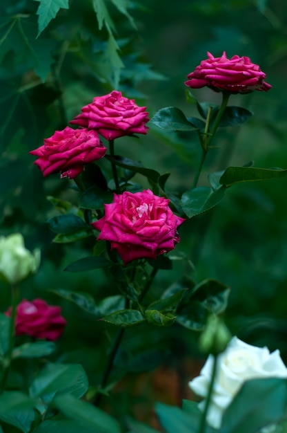 Bouquet de roses rouges sur un buisson