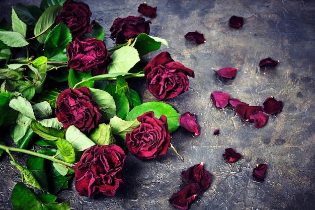 Bouquet de roses rouges fanées avec des pétales morts sur le sol.