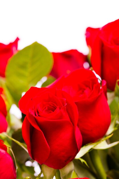 Bouquet de roses rouges sur fond blanc.