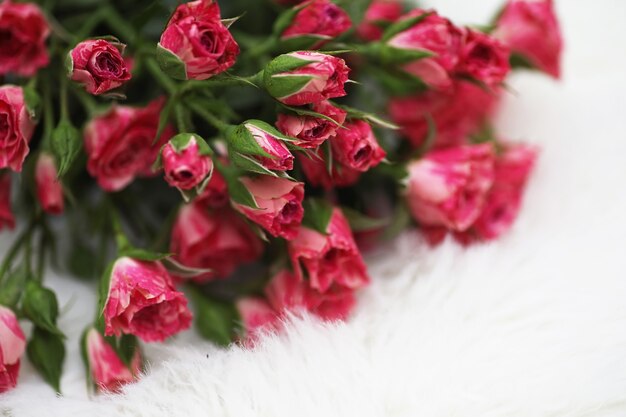 Bouquet de roses rouges sur fond blanc