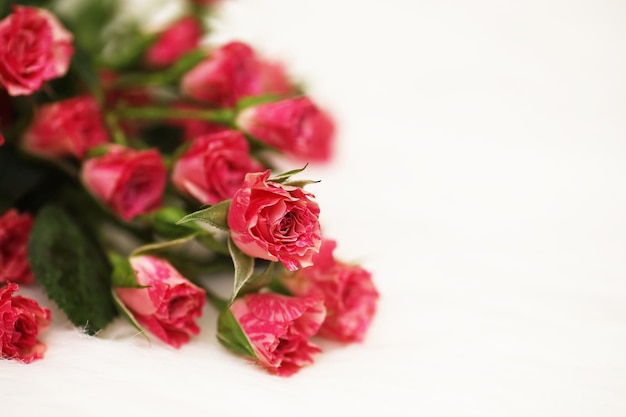 Bouquet de roses rouges sur fond blanc