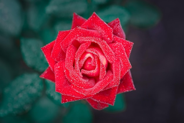 Bouquet de roses rouges sur un fond noir Vue du haut