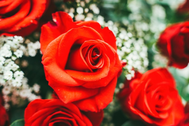 Bouquet de roses rouges fraîches fleur fond clair