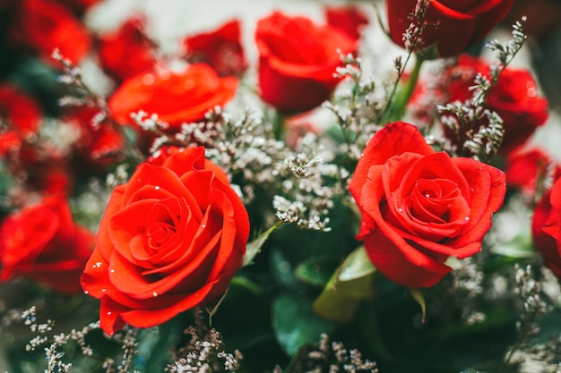 Bouquet de roses rouges fraîches fleur fond clair