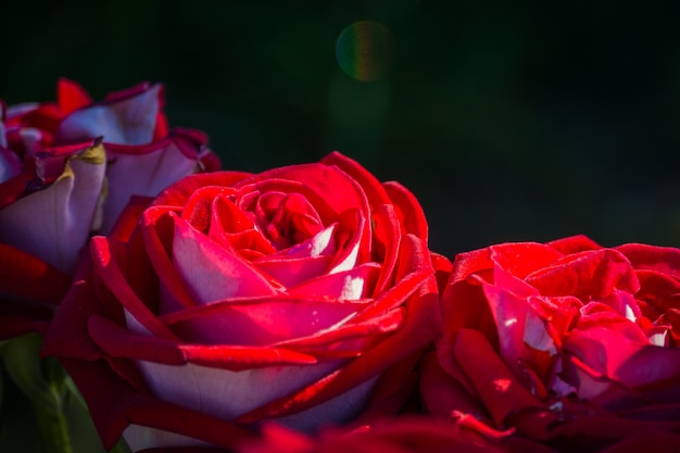 Bouquet de roses rouges