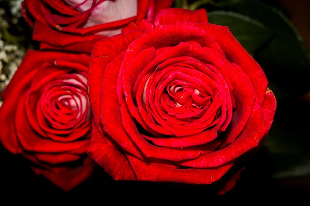 Bouquet de roses rouges