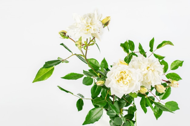 Bouquet de roses sauvages blanches sur fond blanc.