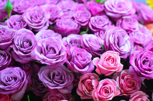 bouquet de roses violettes