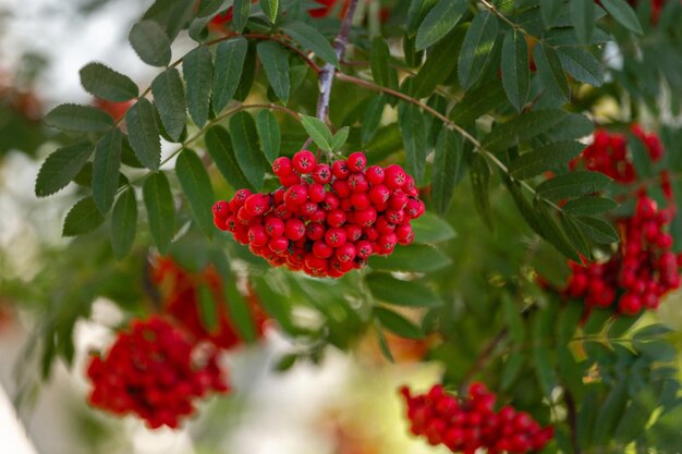 Bouquet rouge vif de baies de rowan au centre sur fond de feuilles vertes et de baies rouges arrière-plan flou