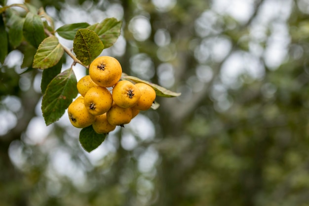 Bouquet de tejocotes suspendu à la branche d'arbre avec espace de copie