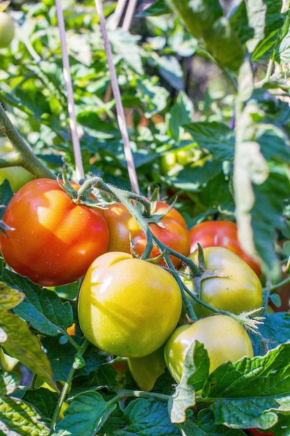 Le bouquet de tomates est mûr sur la branche de la plante Photo verticale