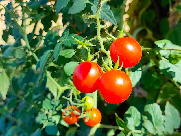 Bouquet de tomates fraîches rouges et lumineuses, sur fond de plante verte