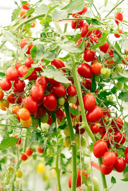 Bouquet de tomates naturelles