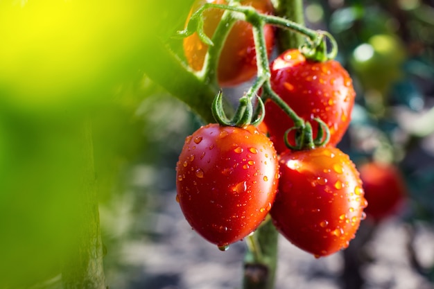 Photo bouquet de tomates rouges cerises naturelles mûres dans des gouttes d'eau poussant dans une serre prête à cueillir