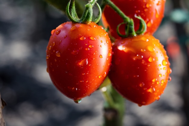 Bouquet de tomates rouges cerises naturelles mûres dans des gouttes d'eau poussant dans une serre prête à cueillir