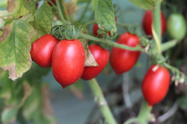 Bouquet de tomates rouges dans la culture agricole en serre