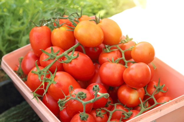 Bouquet de tomates rouges mûres sur panier