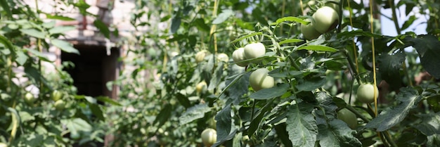 Bouquet de tomates vertes mûrissant dans une serre moderne cultivant des légumes crus dans un