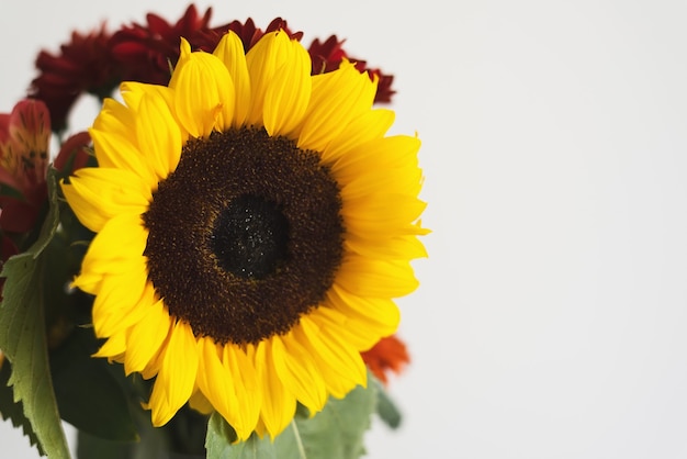 Bouquet de tournesol, mur blanc en arrière-plan. Fleur d'été. Symbole de l'été. Arrangement de fleurs