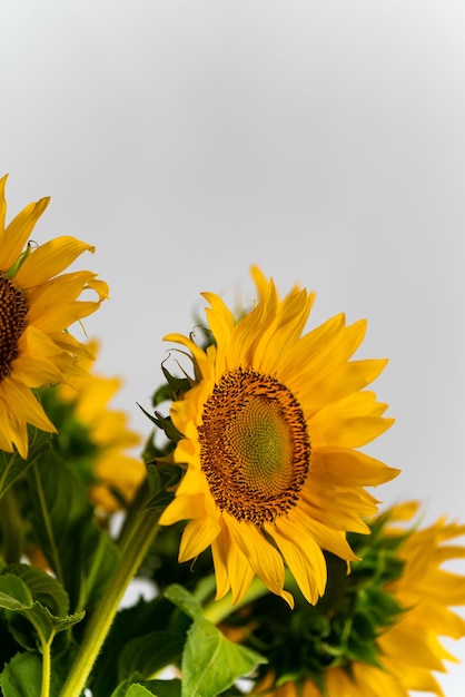 Bouquet de tournesols en fleurs sur fond blanc dans le studio maquette gros plan