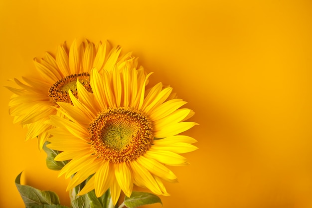 Bouquet de tournesols sur mur jaune