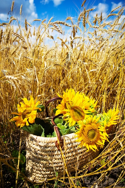 Un bouquet de tournesols se trouve dans un sac de paille sur un grand champ de blé.