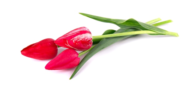 Bouquet de trois tulipes rouges isolé.