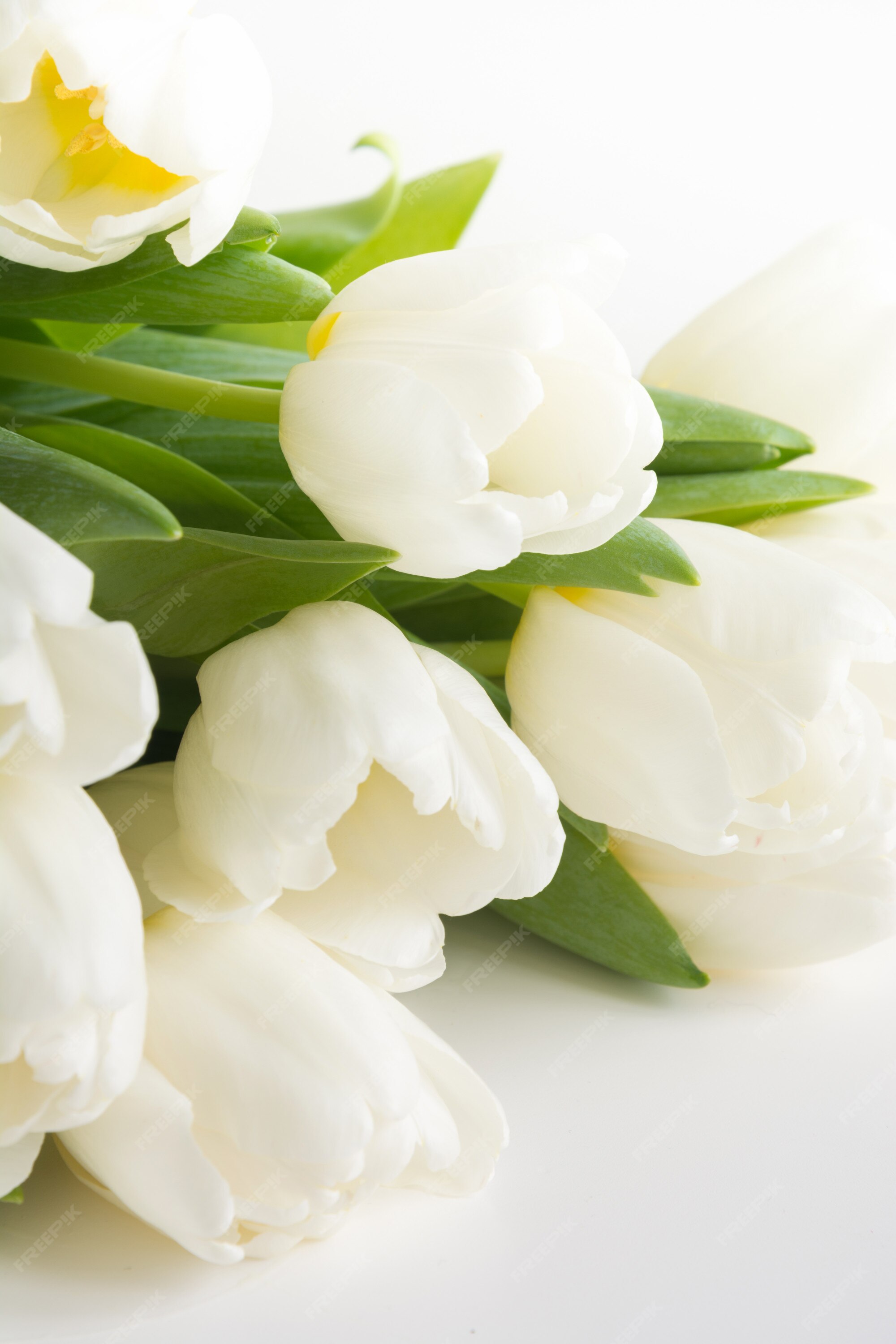 Bouquet De Tulipe Blanche Sur Blanc. Copiez L'espace. | Photo Premium