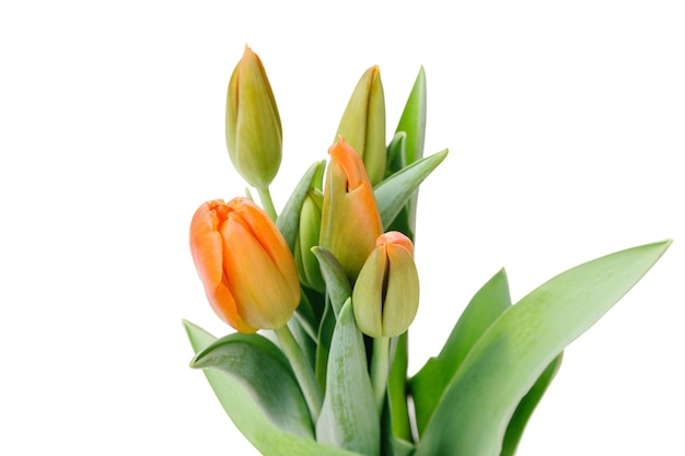 Bouquet de tulipe orange isolé sur fond blanc anniversaire mères Saint Valentin Womens concept de jour de mariage