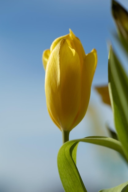 Bouquet de tulipes blanches dans un vase sur la table près de la fenêtre