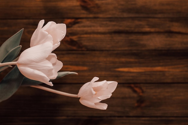 Bouquet de tulipes blanches sur un fond en bois