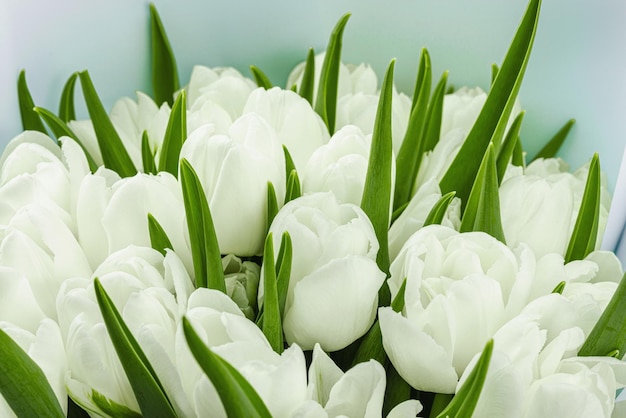 Un bouquet de tulipes blanches sur un fond vert pastel fleurissant concept festif