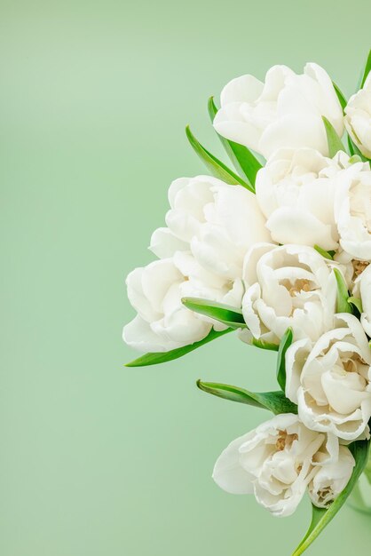 Un bouquet de tulipes blanches sur un fond vert pastel en fleurs