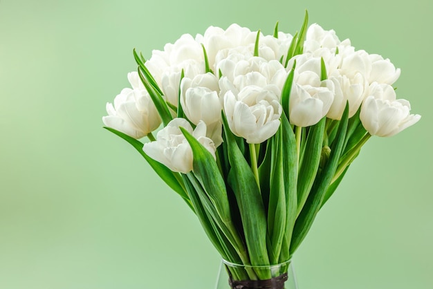 Un bouquet de tulipes blanches sur un fond vert pastel en fleurs