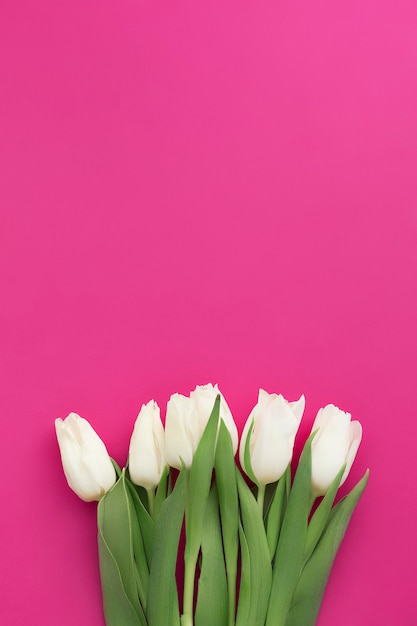 Photo bouquet de tulipes blanches sur rose pourpre