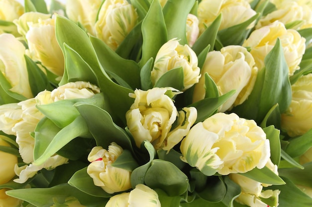 Bouquet de tulipes blanches