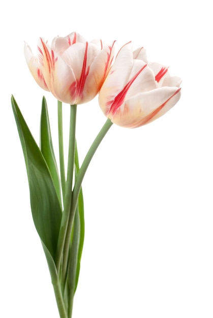 Bouquet de tulipes blanches